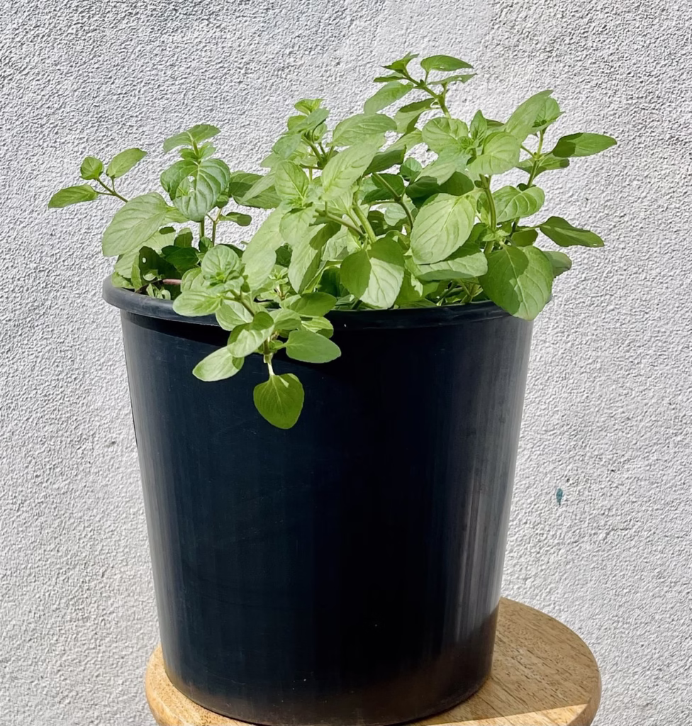 Menthe Chartreuse + pot noir plastique de croissance