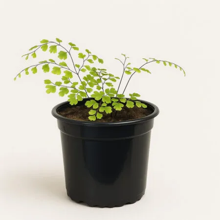 Maidenhair Fern in Black Pot Large. Fougère Adiantum et son pot noir en plastique souple