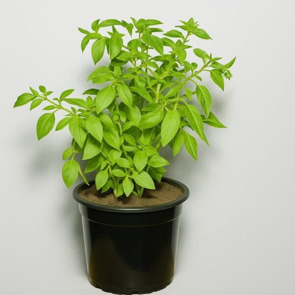 Basilic Citron et son pot noir en plastique