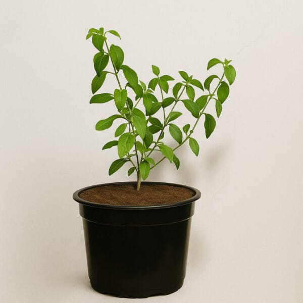 Plant de basilic fin vert dans un pot de croissance noir avec un fond blanc en arrière-plan
