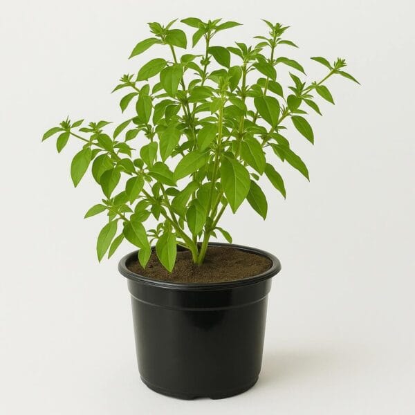 Plant de basilic fin vert dans un pot de croissance noir avec un fond blanc en arrière-plan