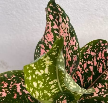 Aglaonema Wishes+ Godet