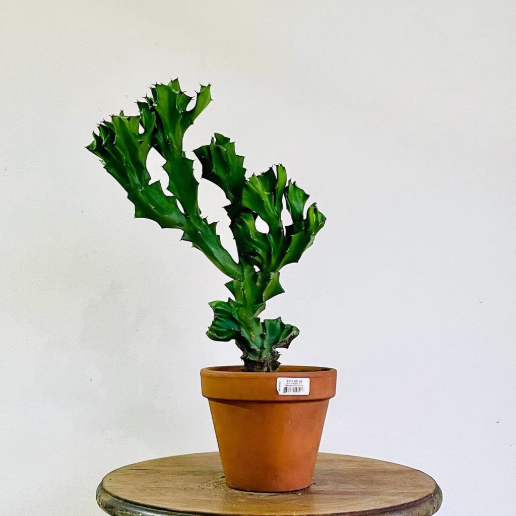 Euphorbe antiquorum cristata + pot en terre cuite H45 cm