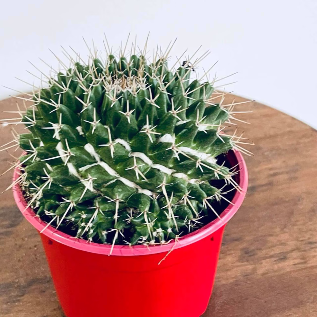 Cactus Mammillaria + pot rouge plastique