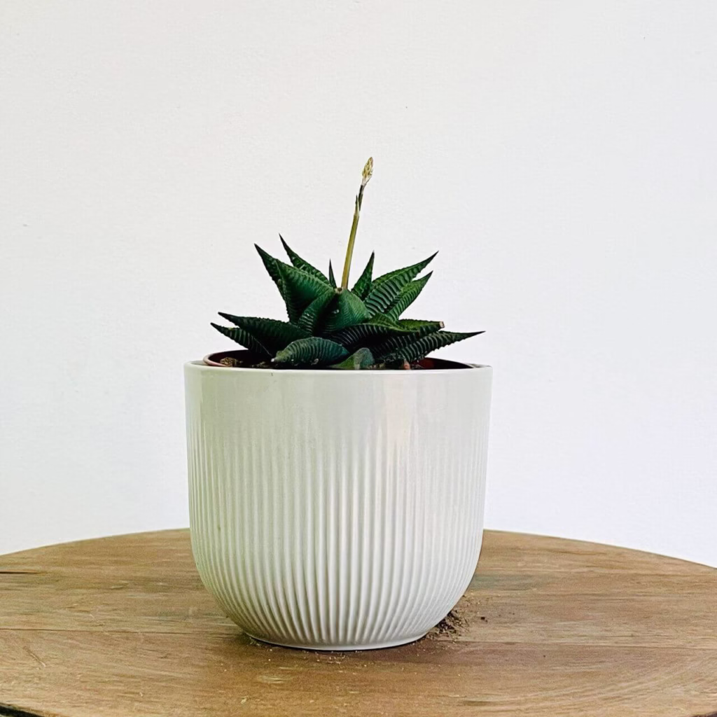 Haworthia limifolia + pot céramique gris strié