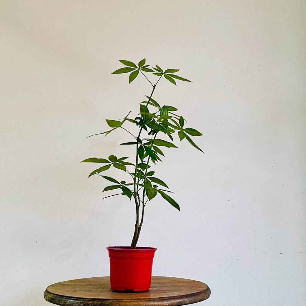 Pachira aquatica+pot de croissance rouge