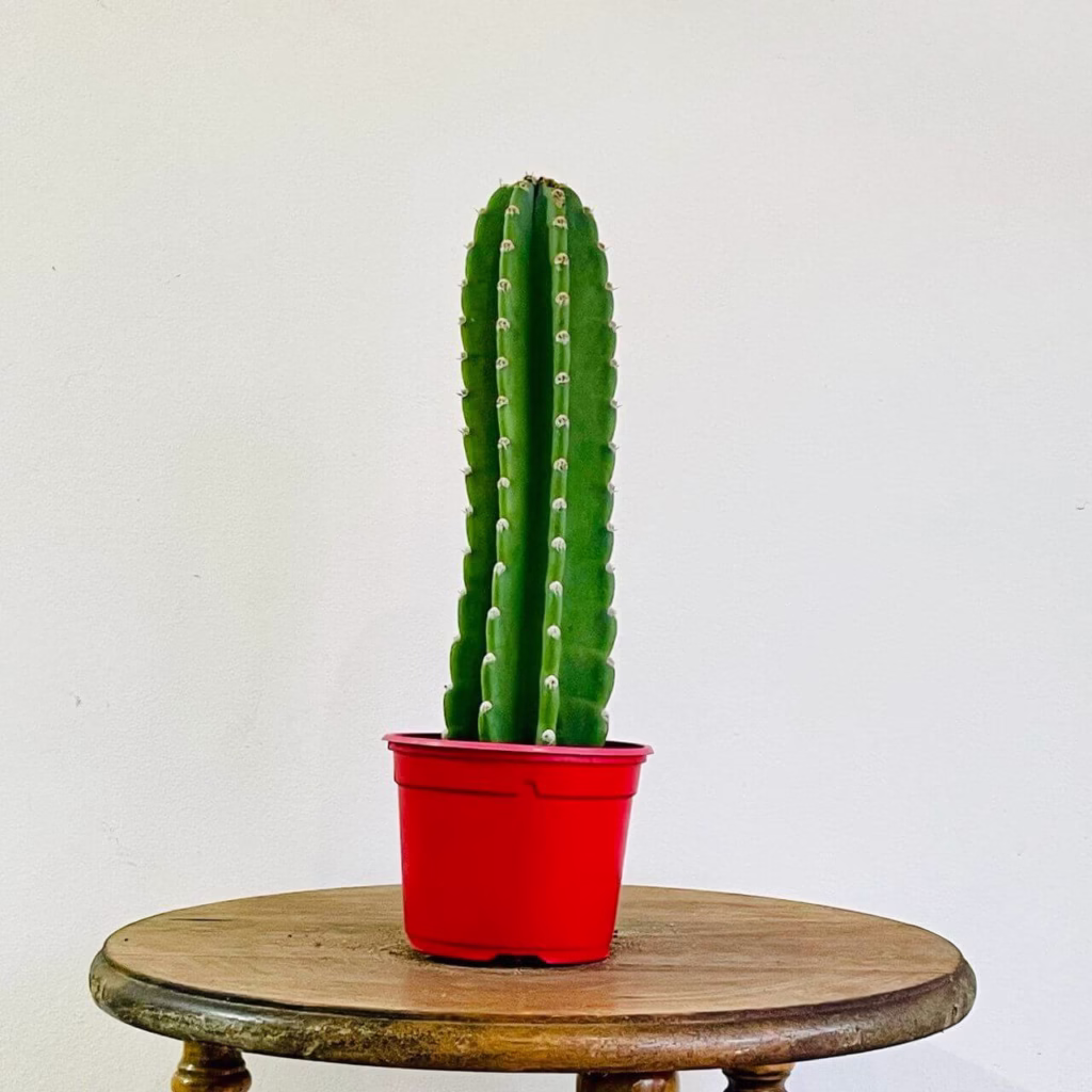 Cactus Cierge Jamacaru +pot de croissance rouge