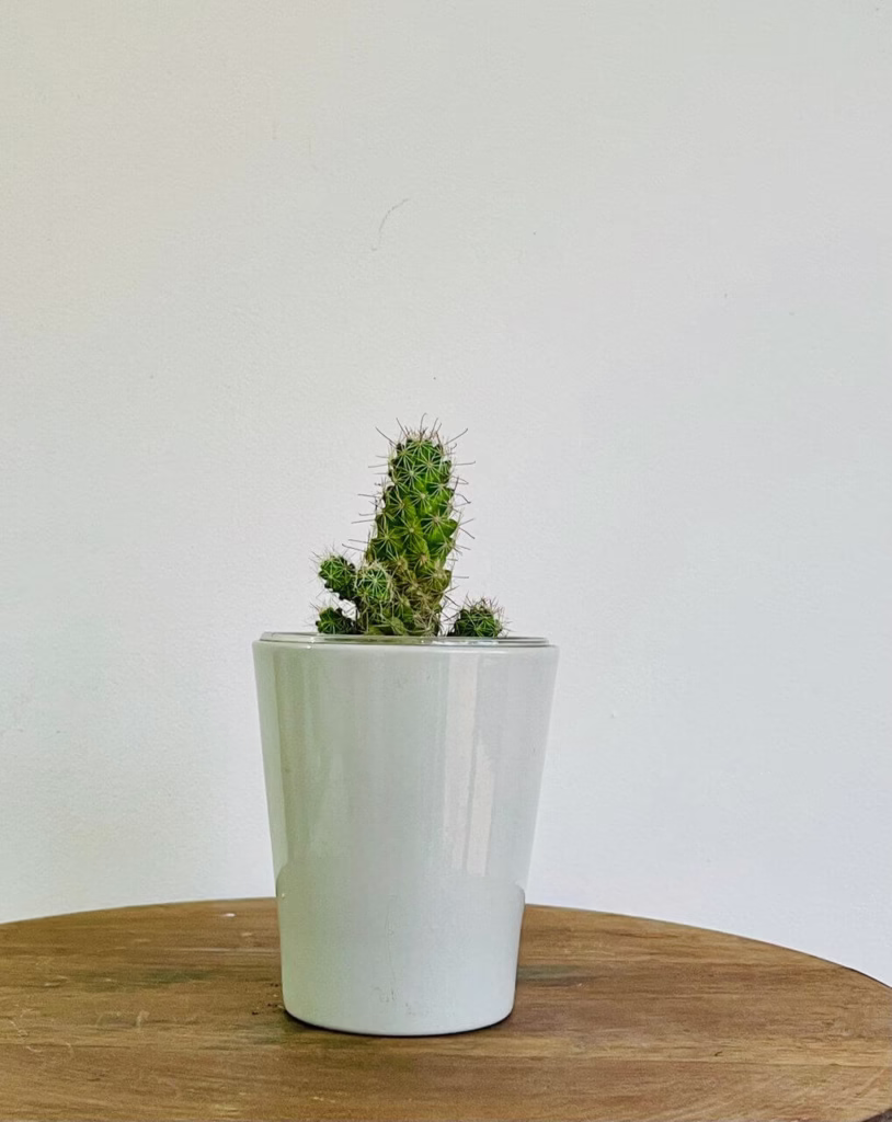 Cactus cory + pot gris en ceramique