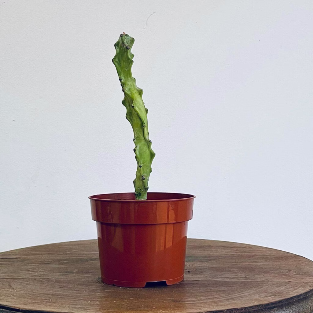 Euphorbe lactée mayurnathanii + pot de croissance terracotta