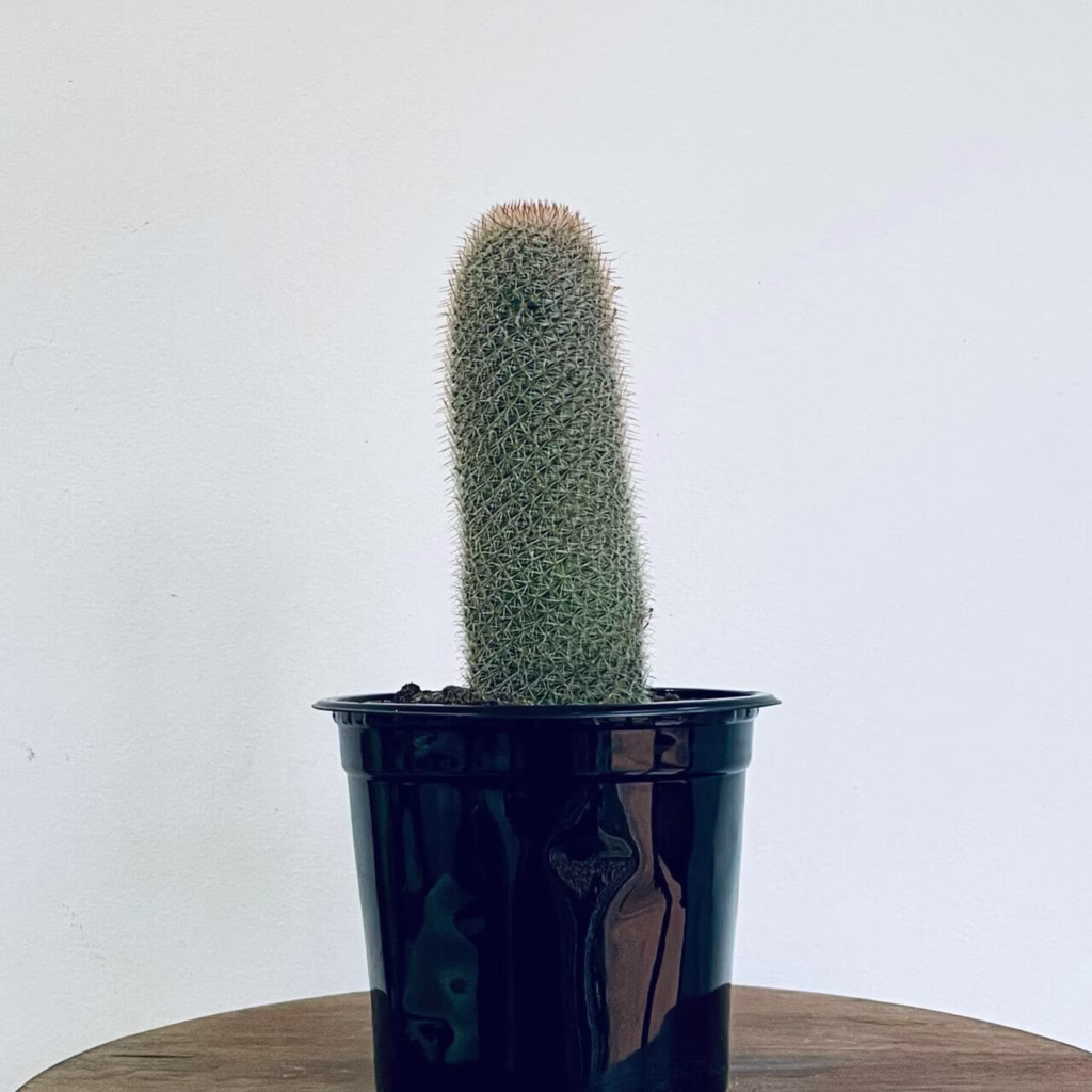 Cactus Mammillaria slevenii+pot de croissance noir