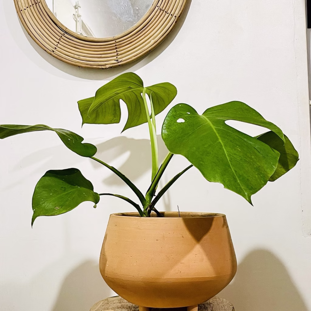 Monstera deliciosa + pot en terracotta fait main H57