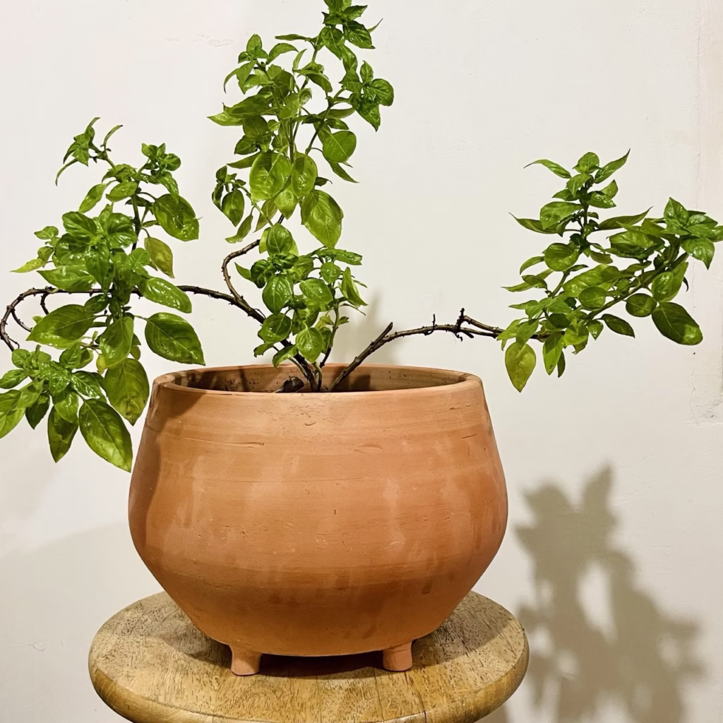 Basilic grand vert + pot en terre cuite fait main