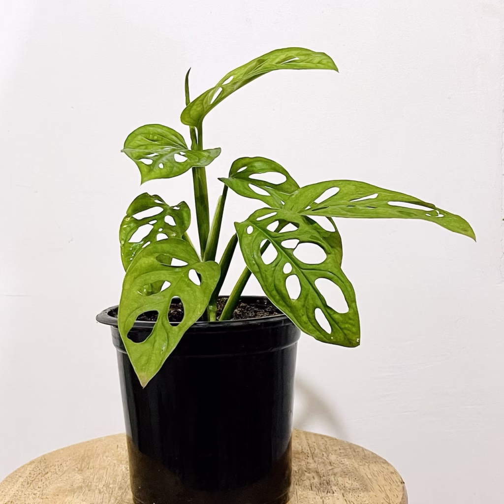 Monstera adansonii + pot de croissance noir