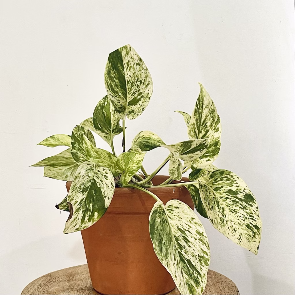 Pothos Snow Queen + pot en terre cuite fait main