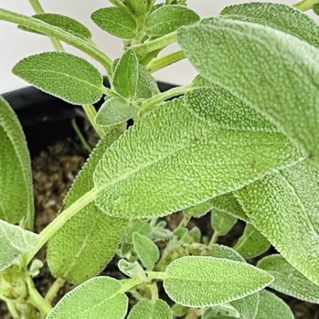 Sauge officinale + pot noir plastique