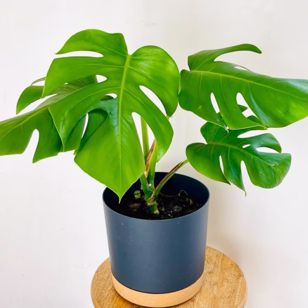 Monstera Deliciosa+ Pot Paillettes
