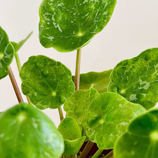Pilea peperomioides Sugar