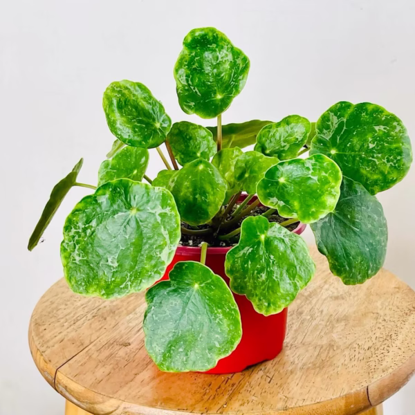 Pilea peperomioides Sugar