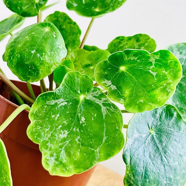 Pilea peperomioides Sugar zoom
