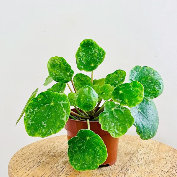 Pilea peperomioides Sugar