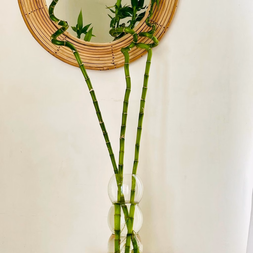 vase de plantes contenant lucky bambou