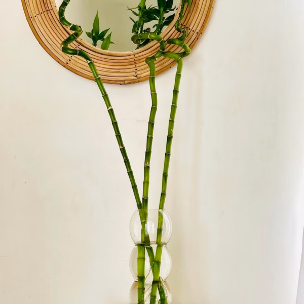 vase de plantes contenant lucky bambou