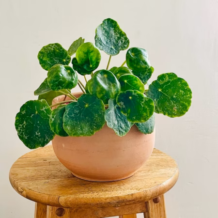Pilea peperomioides Sugar dans un pot en terre cuite