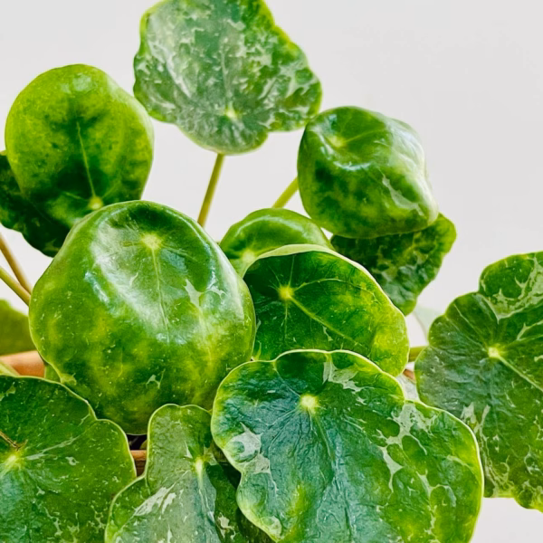 Pilea peperomioides Sugar en gros plan