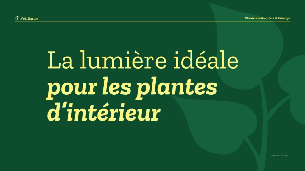 la lumiere est indispensable pour les plantes d'intérieur