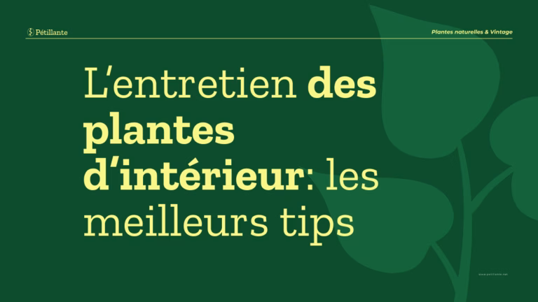 entretien plantes d'intérieur