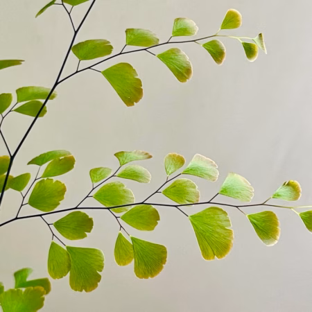 Fougère Adiantum en gros plan