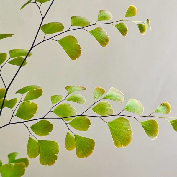 Fougère Adiantum en gros plan