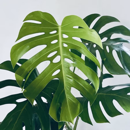 Monstera Deliciosa en gros plan