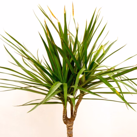 Dracaena taille moyenne + pot de croissance noir + cache pot en céramique