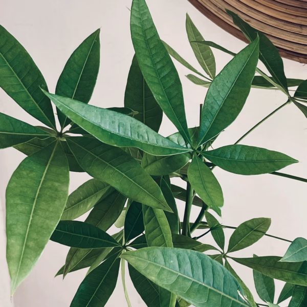 pachira en gros plan