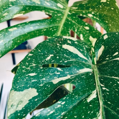 monstera thai constellation en gros plan