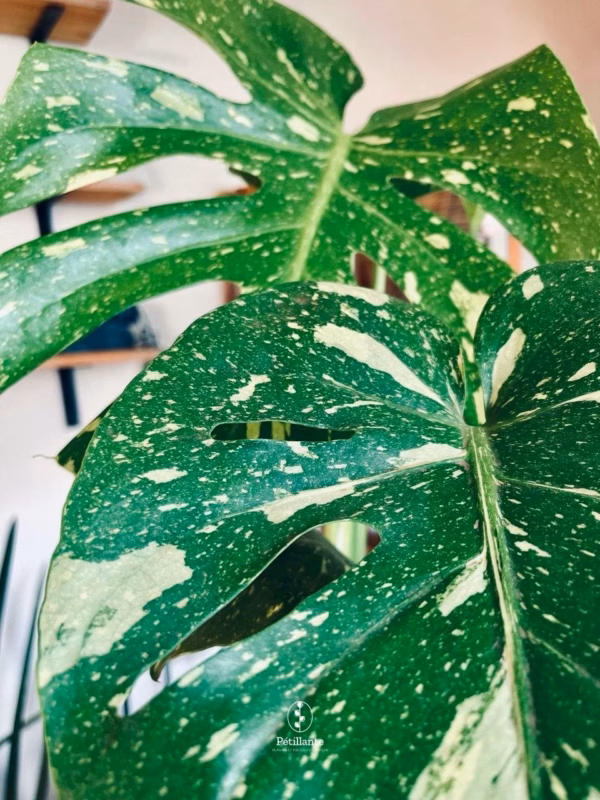 monstera thai constellation en gros plan