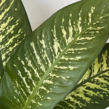 Dieffenbachia seguine + son pot standard noir