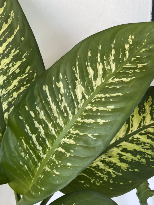 Dieffenbachia seguine + son pot standard noir
