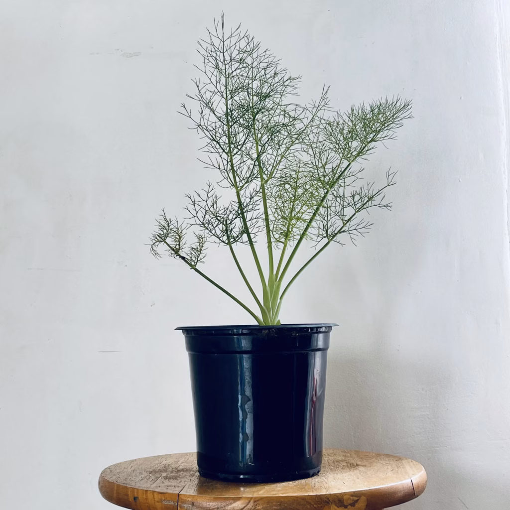 jeune plant de fenouil dans un pot de croissance noir posé sur un tabouret