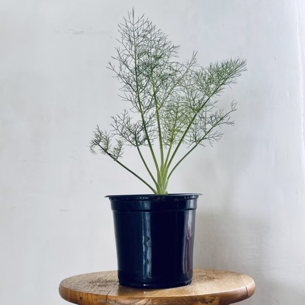 jeune plant de fenouil dans un pot de croissance noir posé sur un tabouret
