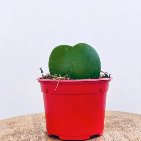 Hoya Coeur, succulente en forme de coeur