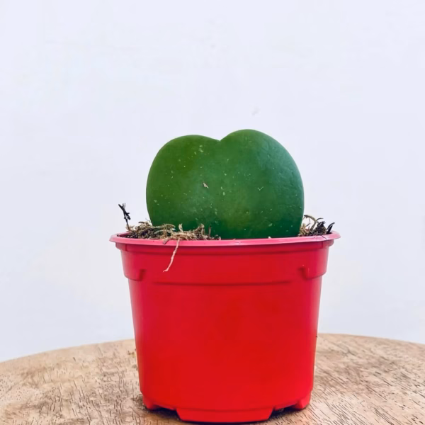 Hoya Coeur, succulente en forme de coeur