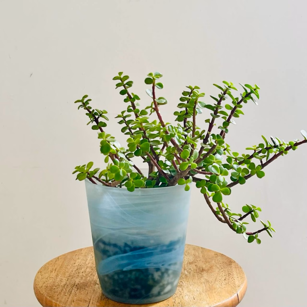 crassula ovata dans un pot en verre effet givré bleu