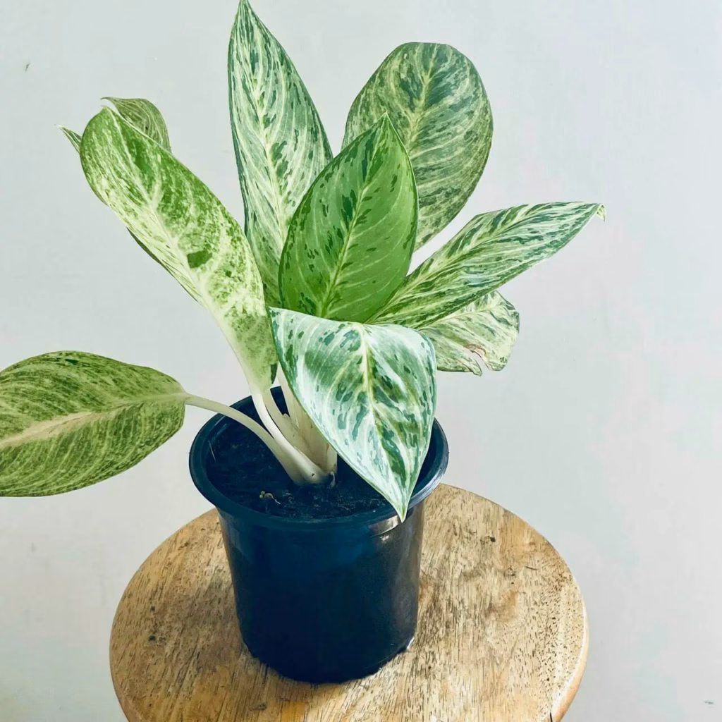 aglaonema artic lime
