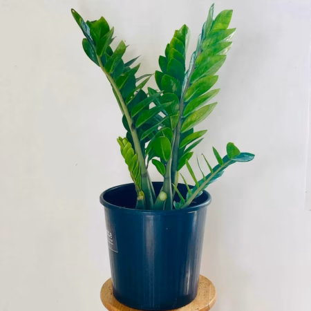 Zamioculcas Zamiifolia+ pot noir plastique