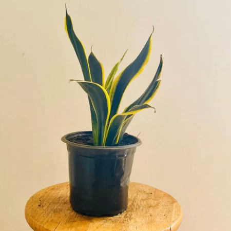 Langue de belle-mère plante