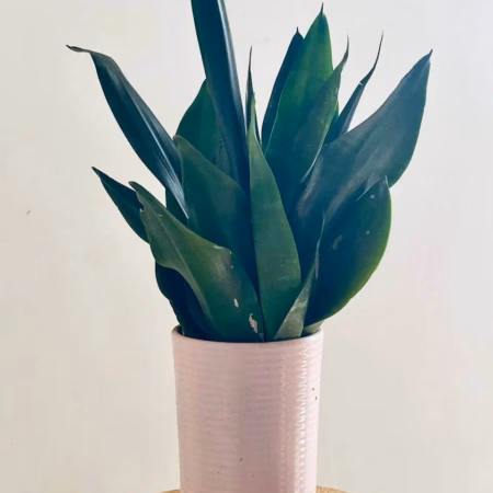 Sansevieria Jade +pot texturé lilas