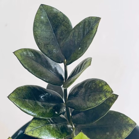 Zamioculcas zamiifolia Raven