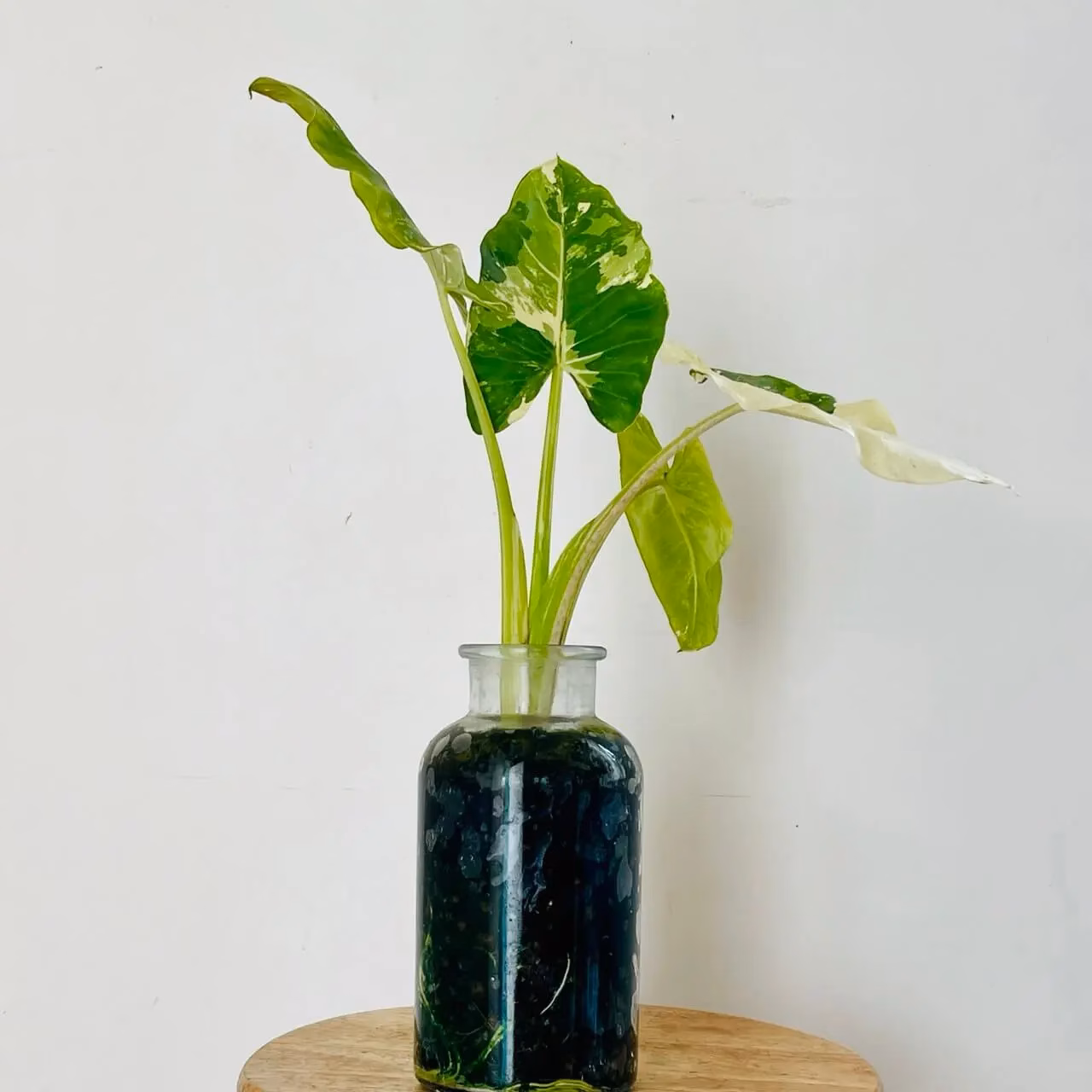 oreille d'éléphant panaché